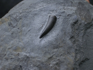 Steneosaurus Zahn Holzmaden