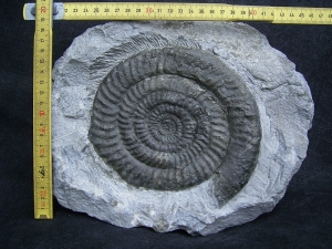 Epophyoceras longicella