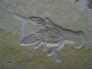 Eryma modestiformis