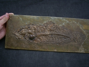 Raubfisch aus der Grube Messel