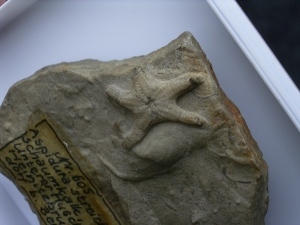 Aspidura streichani - Schlangenstern