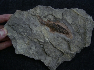 Moythomasia, Devonian fish