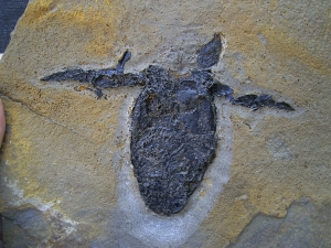 Pterichthyodes, Devon-Panzerfisch