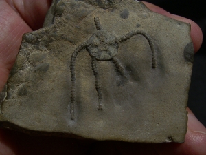 Brittle star Aplocoma agassizi