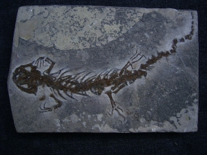 Salamander Skelett Chelotriton