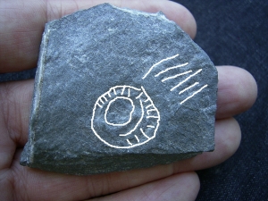 Praekambrium Aspidellomorph