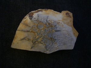 Rugoconites, Praekambrium-Raritaet!