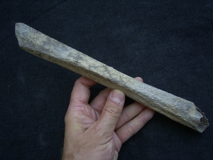 Cro Magnon Femurknochen