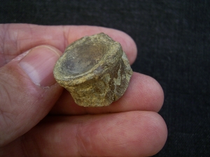 Mixosaur vertebra, middle Triassic