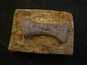 Placodus Metatarsale, Triassic