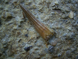 Tanystropheus tooth and more