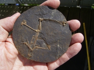 Bat Hassianycteris, Messel pit