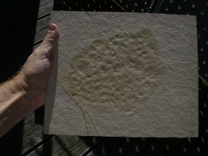 Qualle Rhizostomides, Solnhofen #1