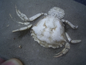 Krabbe aus dem Holozän # 2