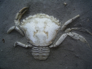 Krabbe aus dem Holozän # 2