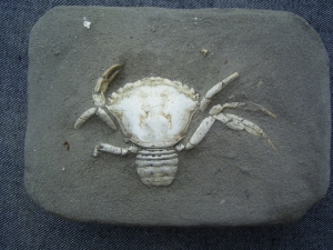 Holocene Crab # 2