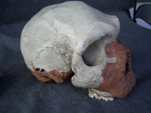 Homo Heidelbergensis Skull