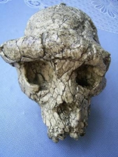 Skull Sahelanthropus tschadensis