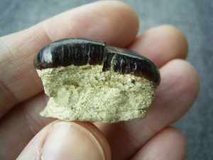 Placodus tooth #2