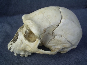 (6) Reconstruction complete skull of Arago XXI