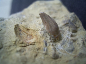 Simosaurus tooth