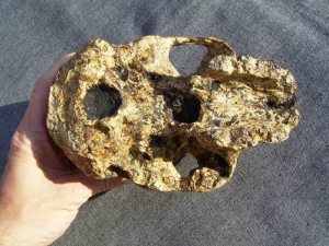 Skull Australopithecus africanus (Mrs. Ples)