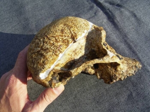 Skull Australopithecus africanus (Mrs. Ples)