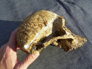 Schädel Australopithecus africanus (Mrs. Ples) - Kipping-Fossils