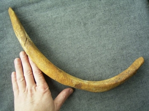 Huge walrus rib # 2