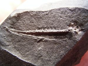 Carboniferous fish jaw