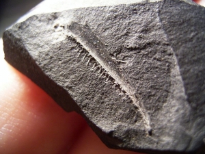 Carboniferous fish jaw