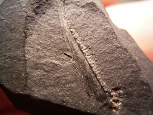 Carboniferous fish jaw