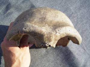 Skull Homo Neanderthalensis