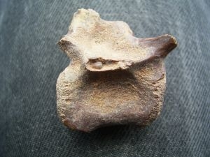 Raptor vertebra #2