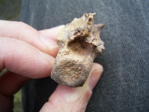 Raptor vertebra #2