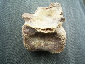 Raptor vertebra #2