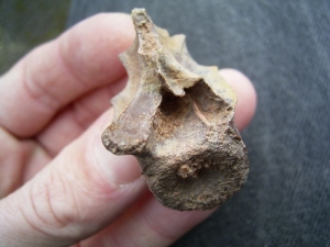 Raptor vertebra #2