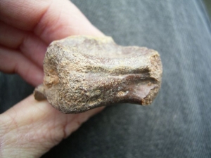 Raptor vertebra #2