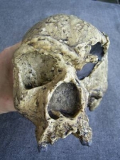 Skull Homo Heidelbergensis