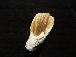 Protoceratops tooth