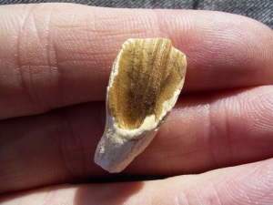 Protoceratops tooth