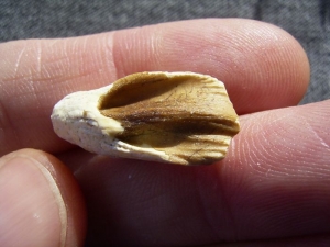 Protoceratops tooth
