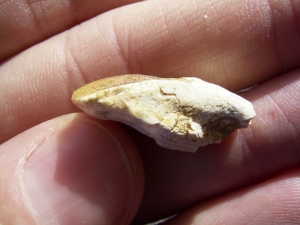 Protoceratops tooth