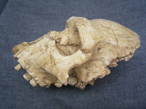 (1) Gesichts-Schädel Homo Heidelbergensis Arago XXI