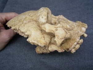 (1) Face-Skull Homo Heidelbergensis Arago XXI