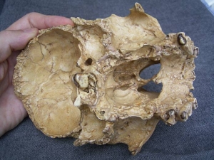 (1) Face-Skull Homo Heidelbergensis Arago XXI