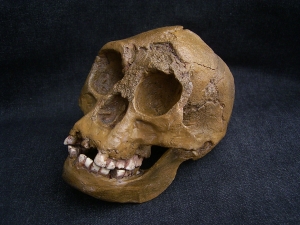 A Homo Floresiensis