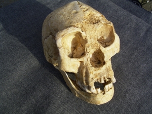 A Homo Floresiensis