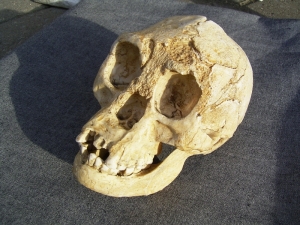 A Homo Floresiensis