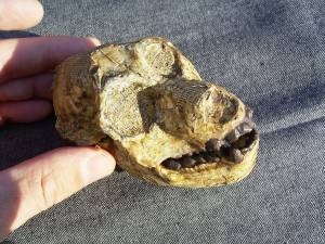 Affen-Schädel Aegyptopithecus zeuxis
